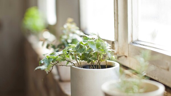 Tapete ligero extendido en un balcón con planta y luz suave